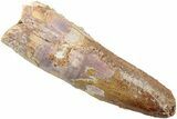 Fossil Spinosaurus Tooth - Real Dinosaur Tooth #234326-1